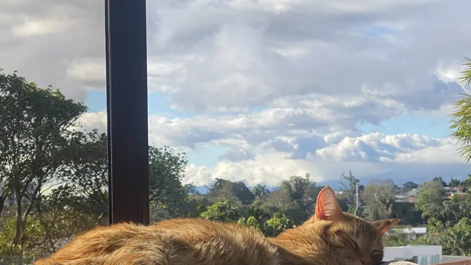 Rote Katze schläft auf der Liegefläche eines Kratzbaums am Fenster